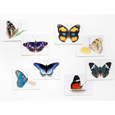 Memory Schmetterlinge und ihre Flügel